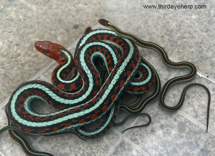 California Red-sided Garter Snakes